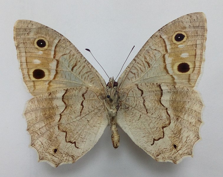 File:Hipparchia stulta down.jpg