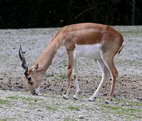 Hirschziegenantilope (Antilope cervicapra), Tierpark Hellabrunn, München