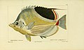 Histoire naturelle des poissons, 1828-1849