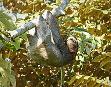 Hoffman's Two-toed Sloth. Choloepus hoffmanni - Flickr - gailhampshire.jpg