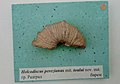 en:Holcodiscus perezianus mit. toulai nov. nut. en:Barremian, en:Razgrad (Coll. V. Tzankov) at the en:Sofia University "St. Kliment Ohridski" Museum of Paleontology and Historical Geology