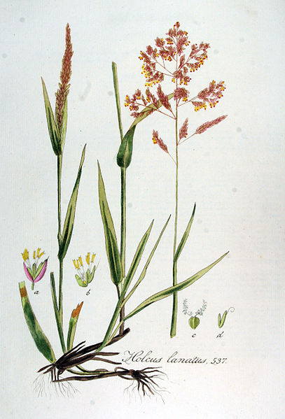 File:Holcus lanatus — Flora Batava — Volume v7.jpg