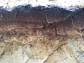 Close-up van een afgegraven holtpodzol in het Lutterzand