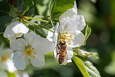 Honey bee on white flowers of Toringo crabapple in Tuntorp
