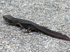 Paramesotriton hongkongensis (Hong Kong newt)