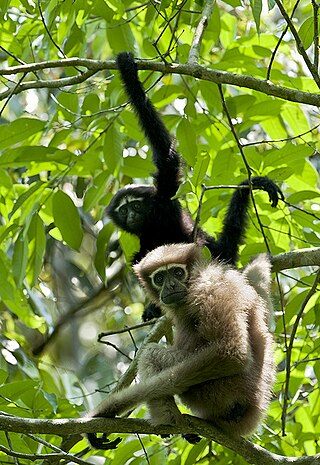 <span class="mw-page-title-main">Western hoolock gibbon</span> Species of ape