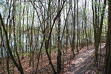 Jungwald am Hürther Waldsee