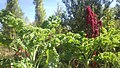 Col crespa y Amaranthus cruentus fructificado.