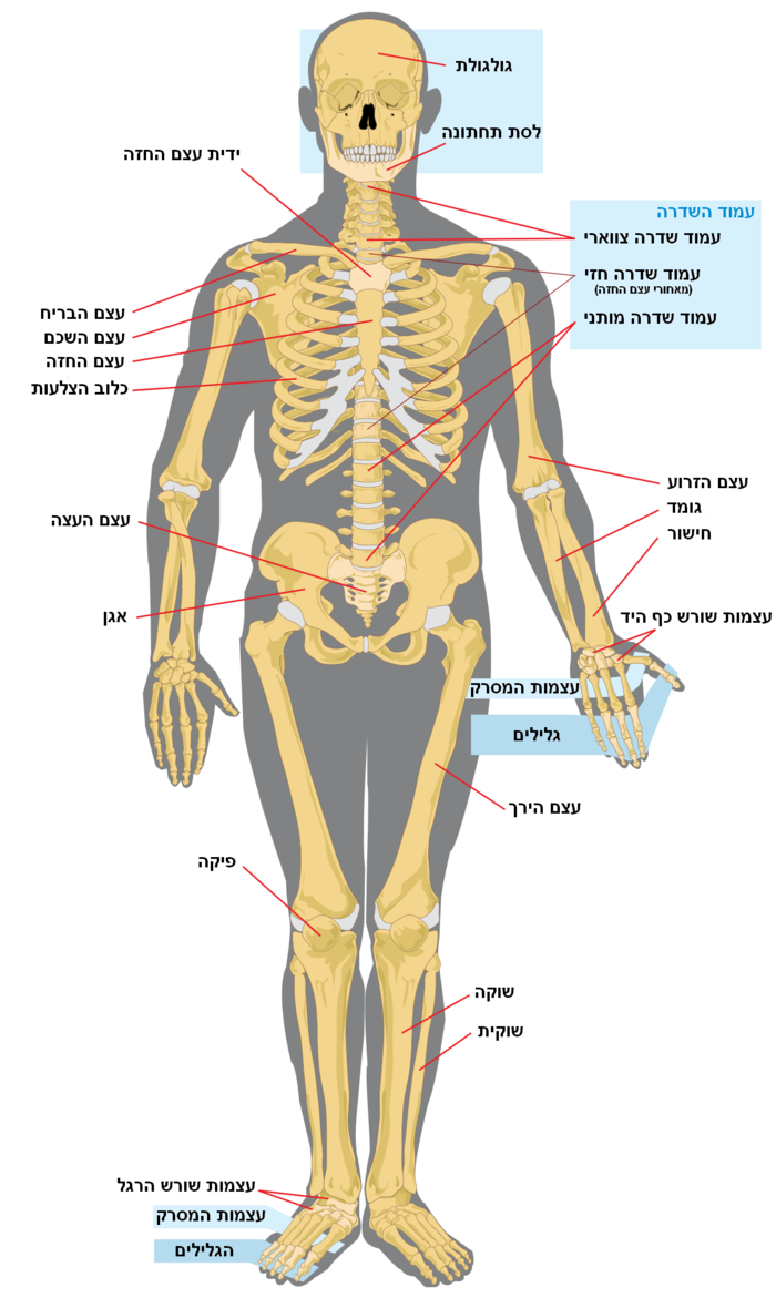 Human skeleton front.heb.PNG