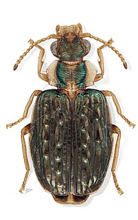 <i>Hyboptera</i> Genus of beetles