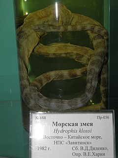 <i>Hydrophis klossi</i> Species of snake