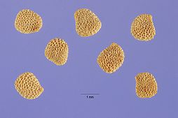 Hyoscyamus niger seeds.jpg