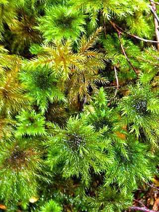 <i>Hypnodendron</i> Genus of mosses