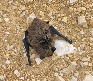 Savis pipistrelle Species of bat