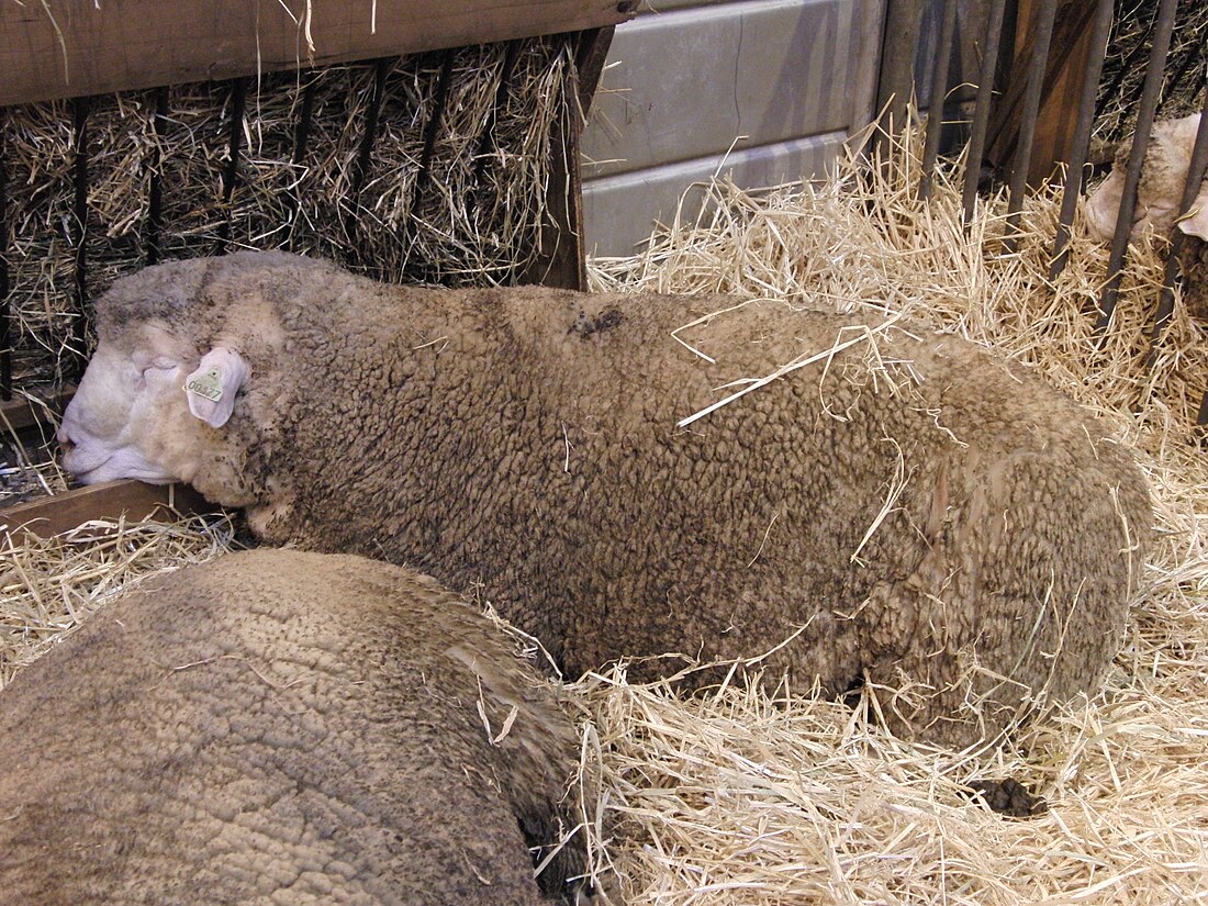 Île-de-France (race ovine)