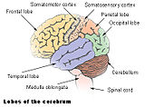 Request: Please vectorize. Taken by: jkwchui New file: Cerebrum lobes.svg