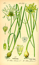 Illustration Allium oleraceum0