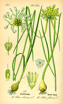 Illustration Allium oleraceum0.jpg