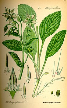 Бурачник лекарственный.Ботаническая иллюстрация из книги О. В. Томе Flora von Deutschland, Österreich und der Schweiz, 1885