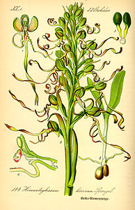 plate 144 Himantoglossum hircinum