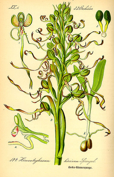 File:Illustration Himanthoglossum hircinum0.jpg