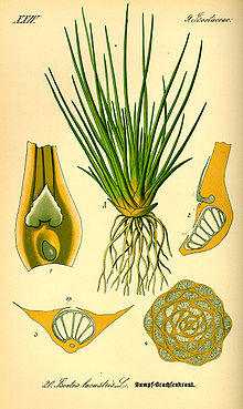Järv-lahnarohi (Isoëtes lacustris)