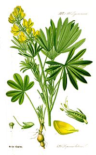 <i>Lupinus luteus</i> species of plant