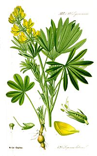 Dzeltenā lupīna (Lupinus luteus)