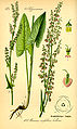 Rumex alpestris plate 188 in: Otto Wilhelm Thomé: Flora von Deutschland, Österreich u.d. Schweiz, Gera (1885)