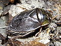 Naucoridae (Kunguni-maji mtambaazi Ilyocoris cimicoides)