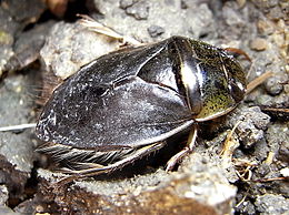 Paprastoji vandenblakė (Ilyocoris cimicoides)