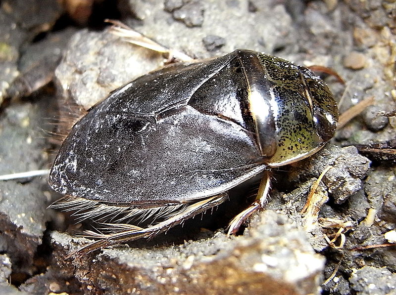 File:Ilyocoris cimicoides natur.jpg