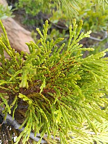 Gymnosporangium libocedri on incense cedar (Calocedrus decurrens) Incense Cedar Broom Rust (34026216400).jpg