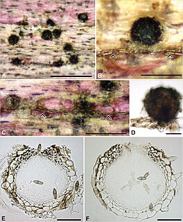 <i>Jahnula</i> Genus of fungi