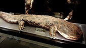 Japanese giant salamander Japanese Giant Salamander (Andrias japonicus) Stuffed Specimen.jpg