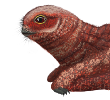 Artist's impression Jeholopterus reconstruction.png
