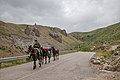 * Nomination: Jila Su tract: in the upper reaches of the Malka River, at the foot of Mount Elbrus, Zolsky district, Kabardino-Balkaria--AlixSaz 18:56, 16 July 2022 (UTC) Slight motion blur on the first horse, a pity. Otherwise good. Yann 22:27, 23 July 2022 (UTC) * * Review needed