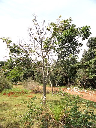 <i>Joannesia</i> Genus of flowering plants in the spurge family Euphorbiaceae