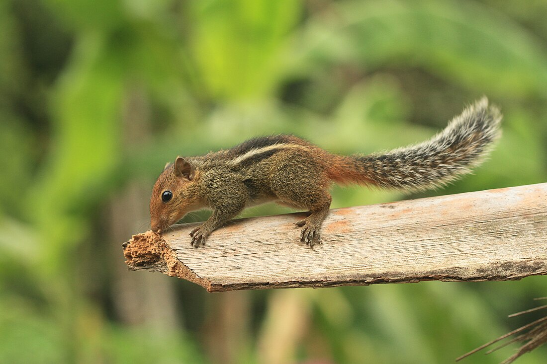 Jungle palm squirrel