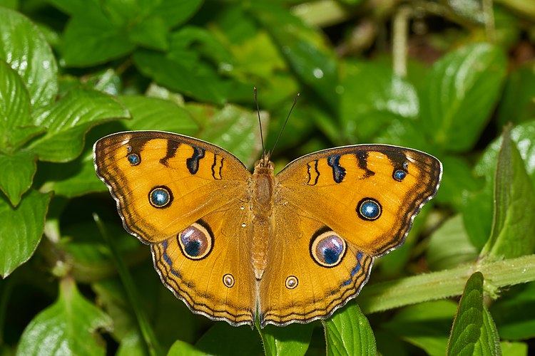 Бабочка Junonia almana