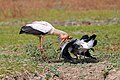 * Nomination Yellow-billed storks (Mycteria ibis), 2 juveniles feeding from an adult in breeding plumage. Upper Lupande GMA, Zambia --Tagooty 00:48, 22 August 2023 (UTC) * Promotion  Support Good quality. --Jakubhal 15:22, 22 August 2023 (UTC)