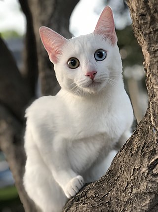 <span class="mw-page-title-main">Khao Manee</span> Breed of cat