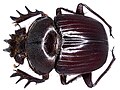 Scarabaeus laevistriatus