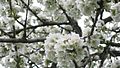 Deutsch: Kirschbaumblüten, aufgenommen in Neidlingen, Baden-Württemberg. English: Cherry blossoms, shot in Neidlingen, Baden-Württemberg, Germany.