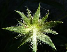 Buitenkelkbladeren (omwindsel) van bergknautia (Knautia dipsacifolia)