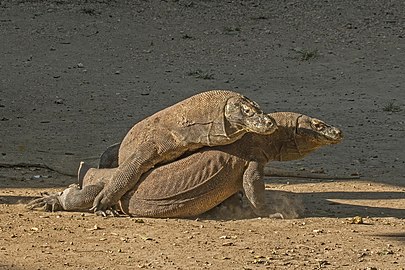 Komodo dragons fighting Varanus komodoensis ♂♂