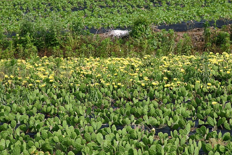 File:Korea-Andong-Ingeumri-Vegetable field-02.jpg