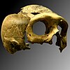 Krapina 3. Homo neanderthalensis.jpg