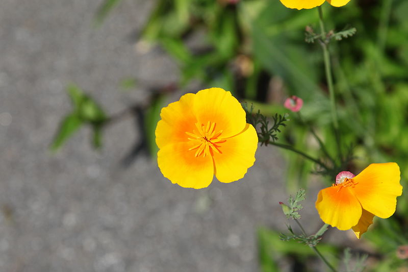 File:Löbau Kittlitz - Alte Schulstraße - Eschscholzia californica 03 ies.jpg