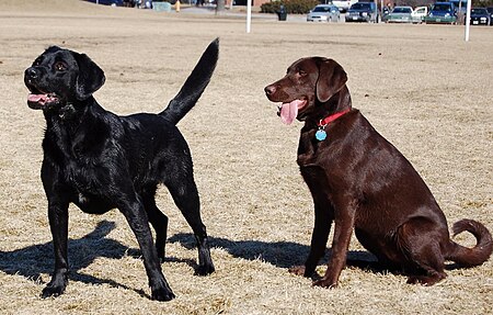 Tập tin:Labrador Retrievers blackandchocolate.jpg